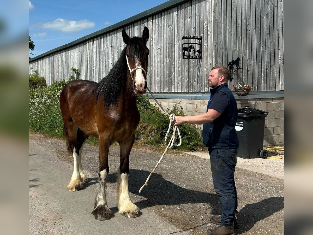 Shire Horse Yegua 2 años in marbury Shire Horse Yegua 2 años in marbury