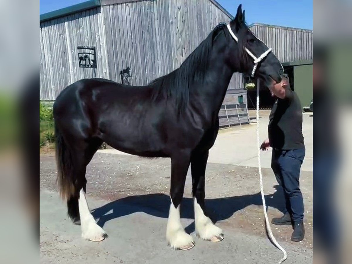 Shire Horse Yegua 2 años in whitegate Shire Horse Yegua 2 años in whitegate