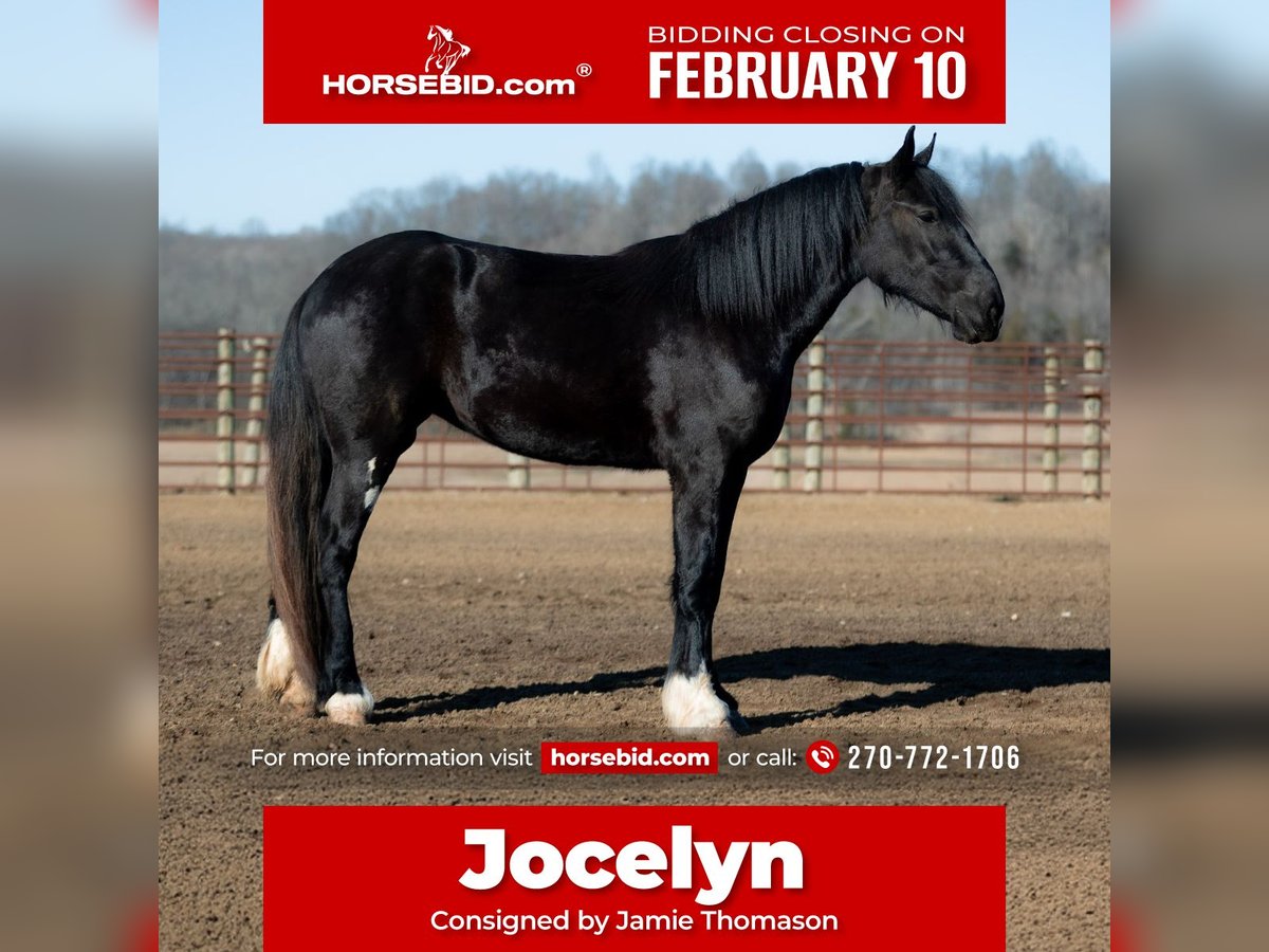 Shire Horse Yegua 3 años 168 cm Negro in Auburn, KY