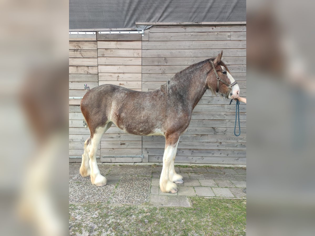 Shire Horse Yegua 3 años 180 cm Castaño-ruano in Gasselternijveenschemond