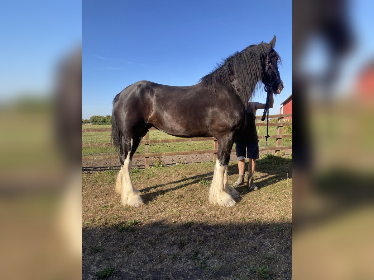 Shire Horse Yegua 5 años 183 cm Negro in York