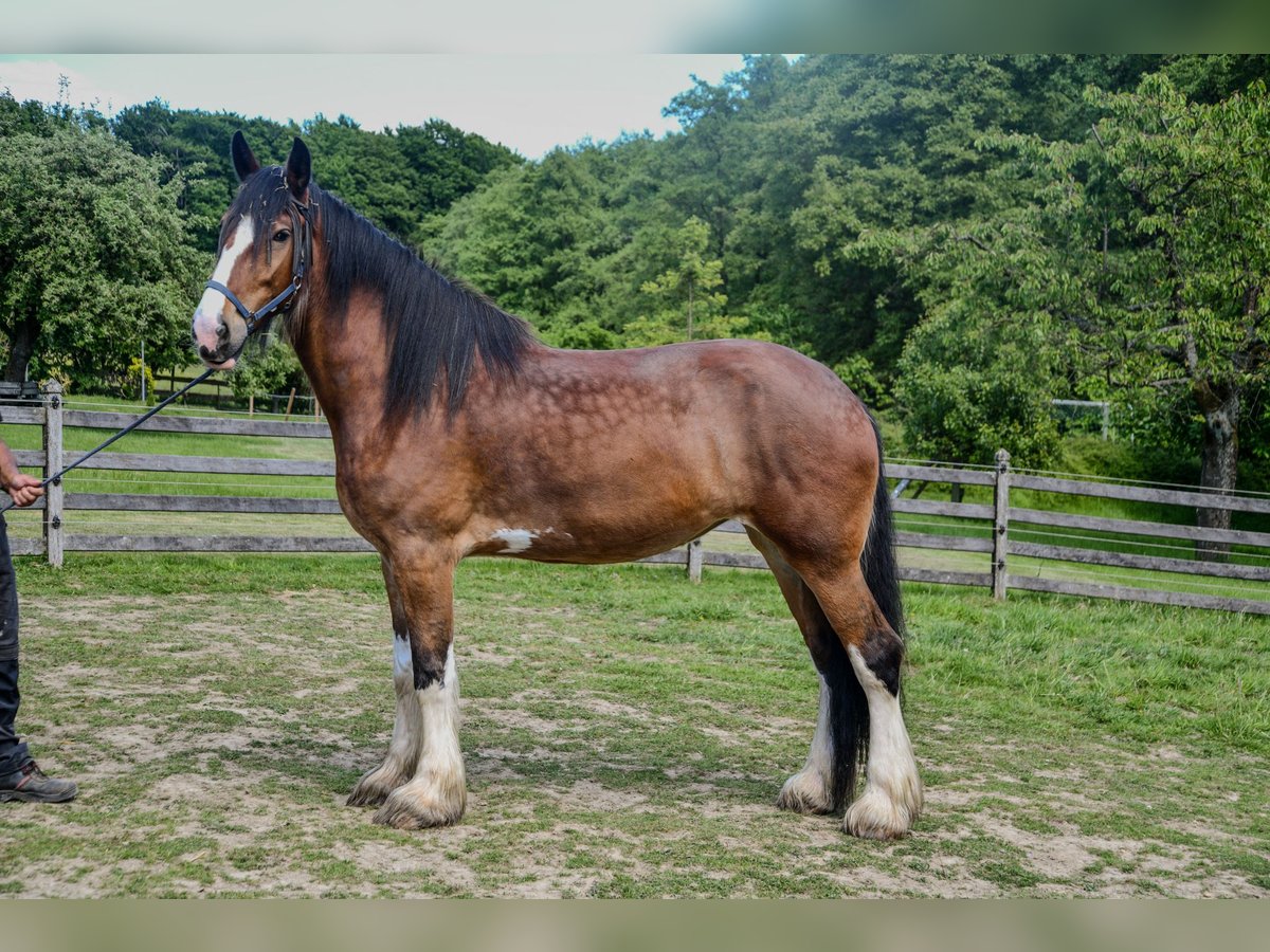 Shire Horse Yegua 7 años 192 cm Castaño in Sprockhövel