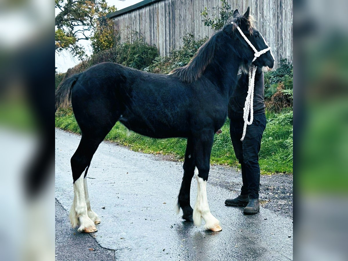 Shire Horse Yegua Potro (04/2025) in whitegate