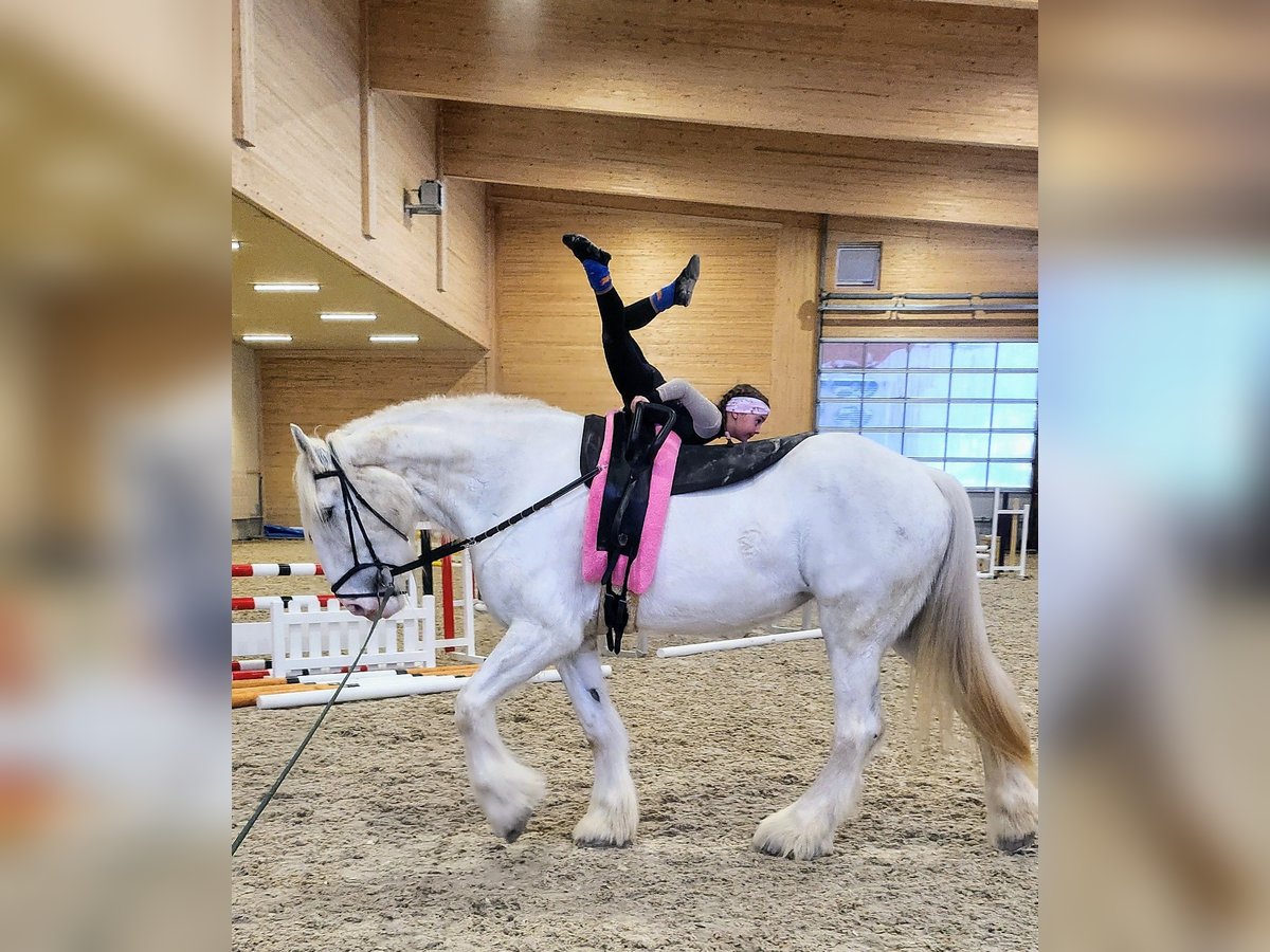 Shire Klacz 5 lat 184 cm Siwa in W&#xE4;denswil