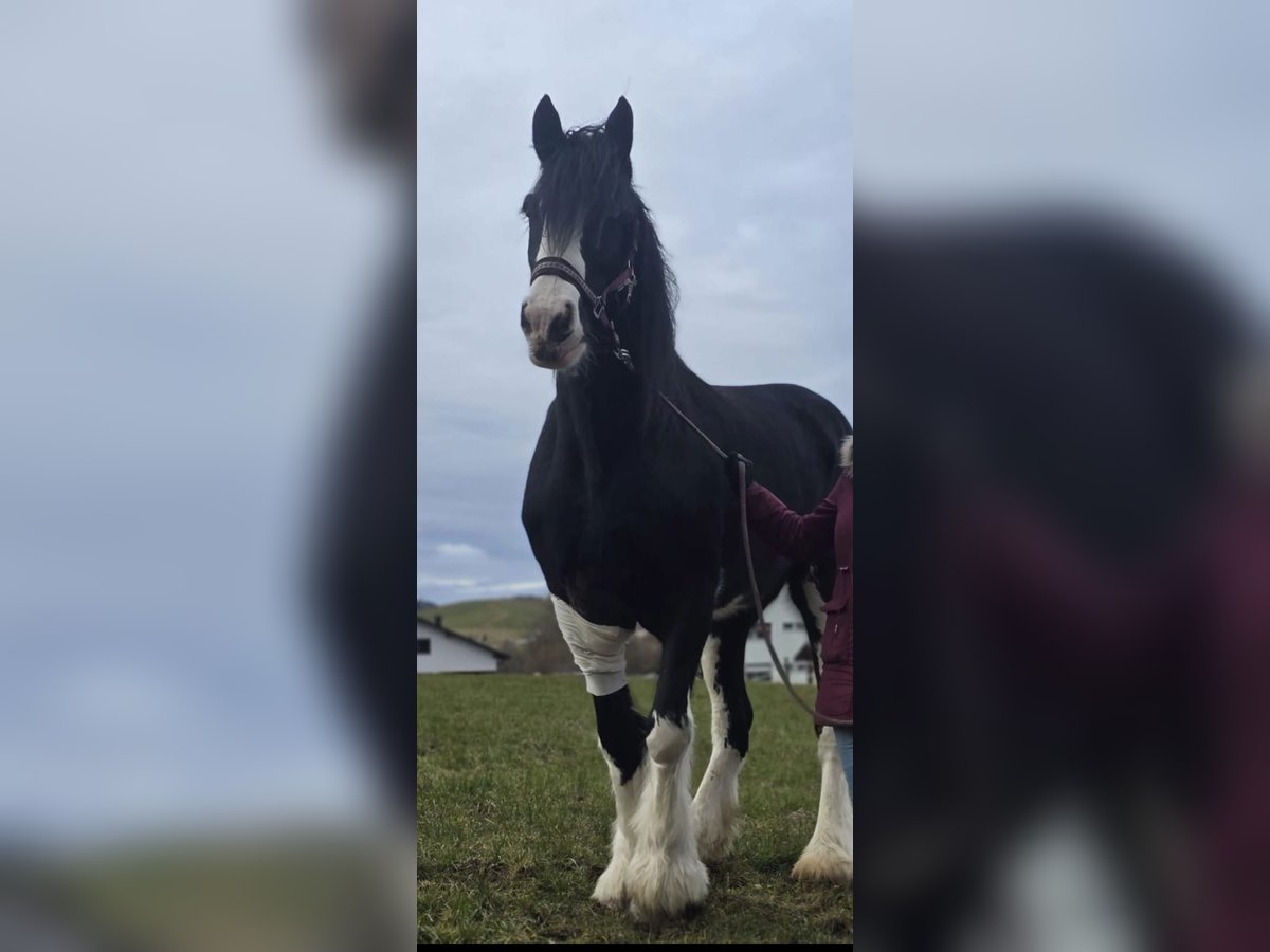 Shire Merrie 13 Jaar 180 cm Zwart in Ried im Innkreis