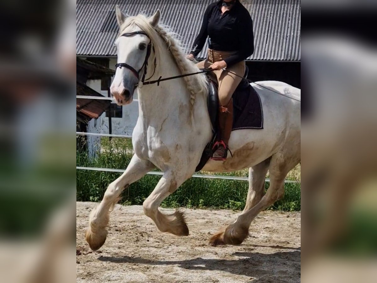 Shire Merrie 5 Jaar 172 cm Schimmel in Bayern