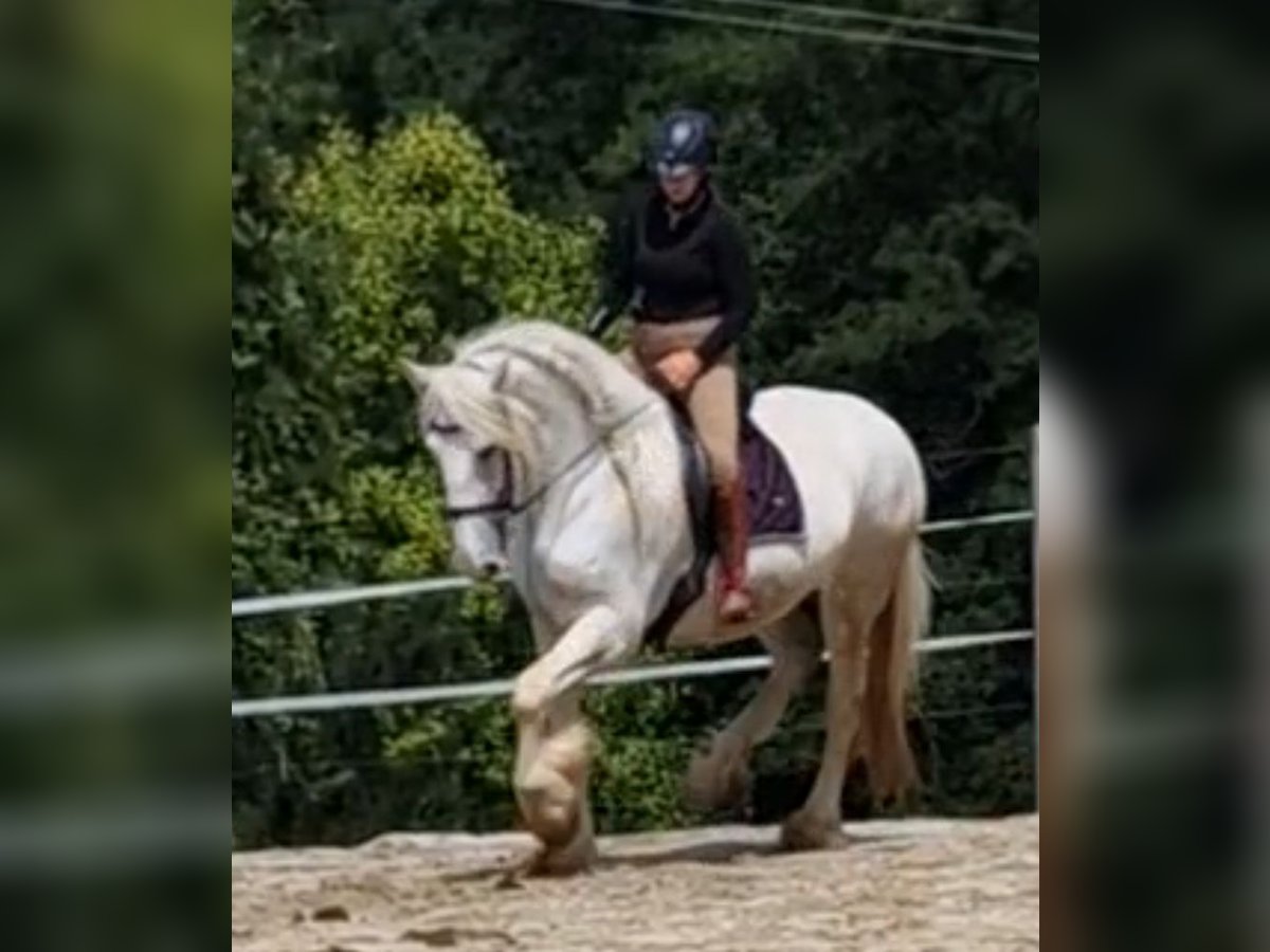 Shire Merrie 5 Jaar 172 cm Schimmel in Bayern