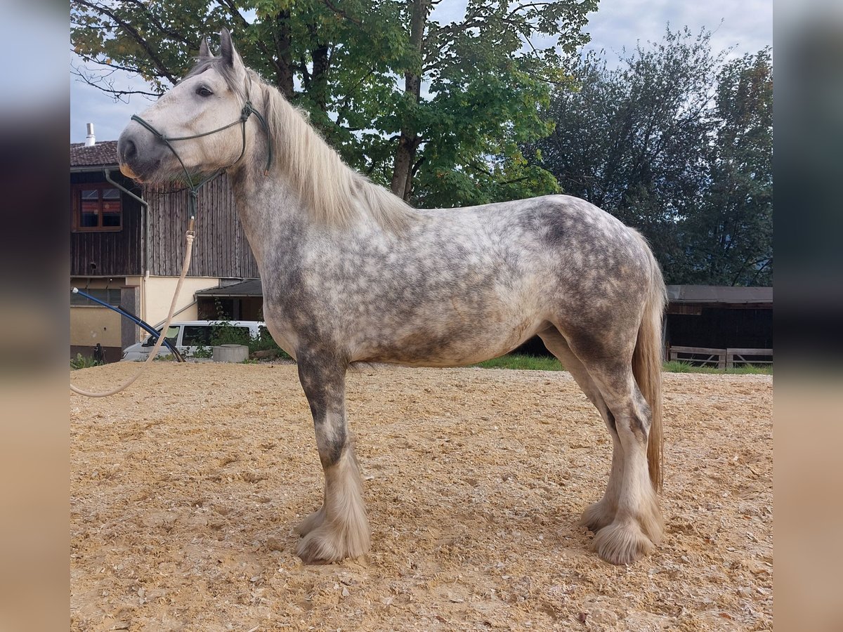 Shire Merrie 5 Jaar 175 cm Schimmel in Bad Füssing