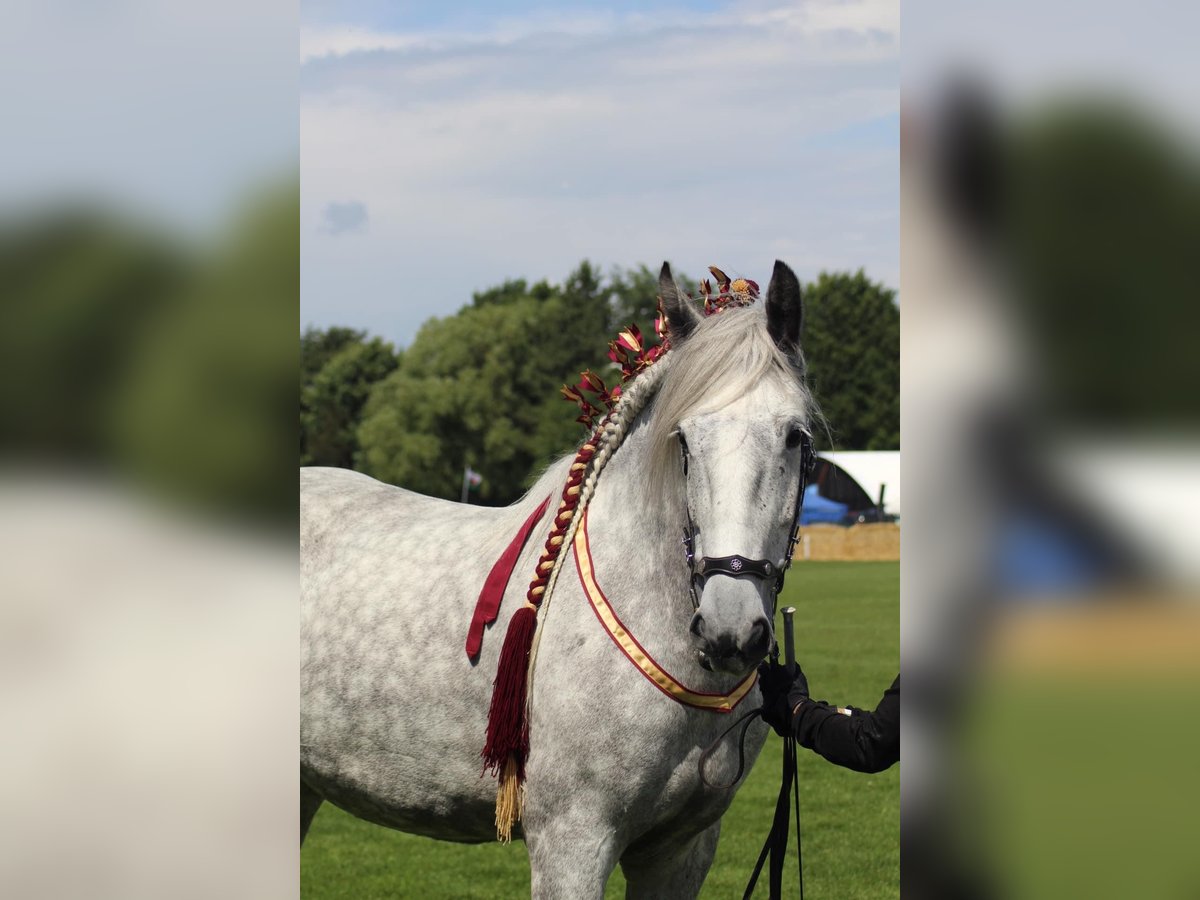 Shire Merrie 8 Jaar 182 cm Schimmel in Ebberup