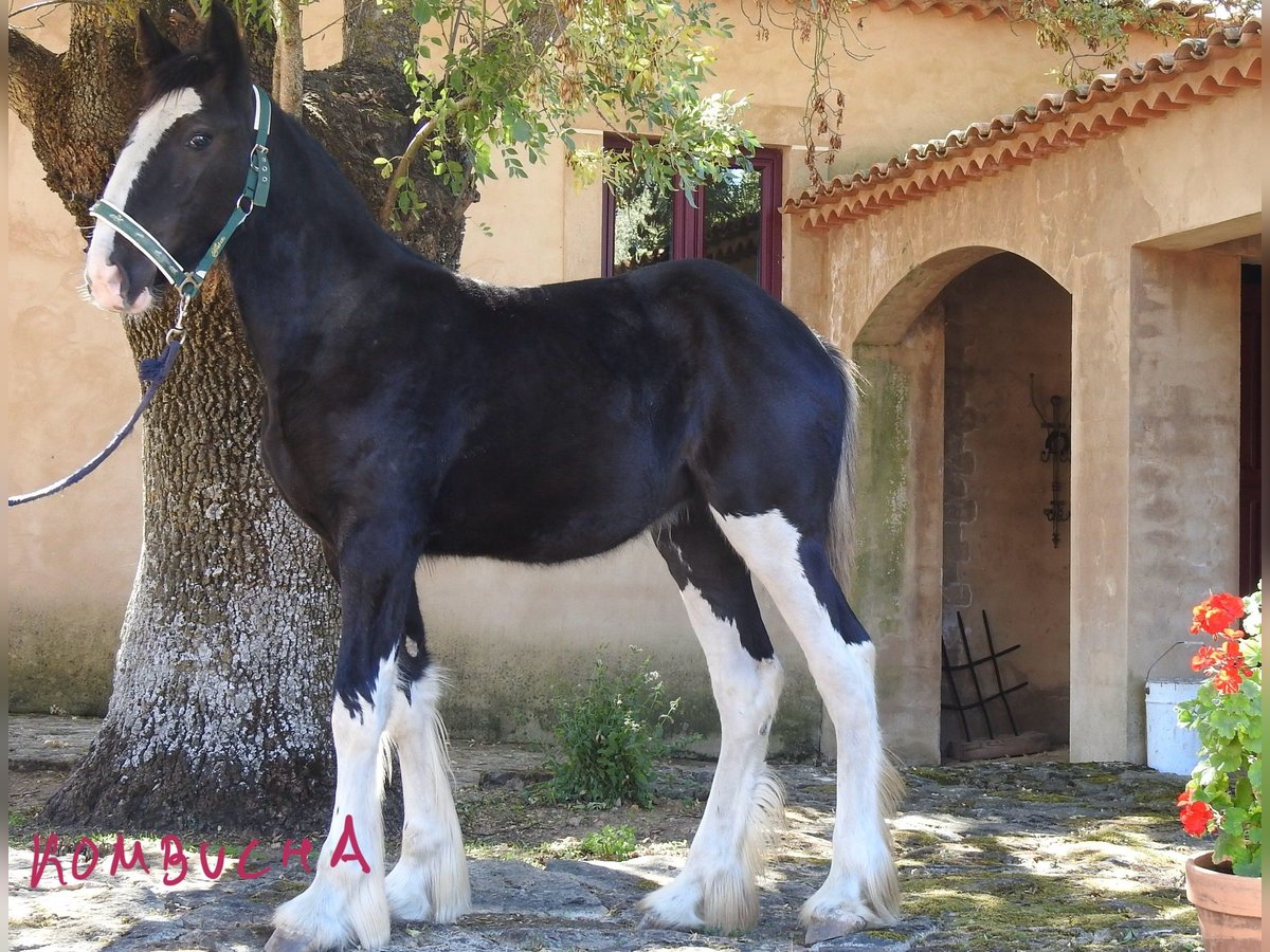 Shire Merrie veulen (04/2024) in Yecla De Yeltes