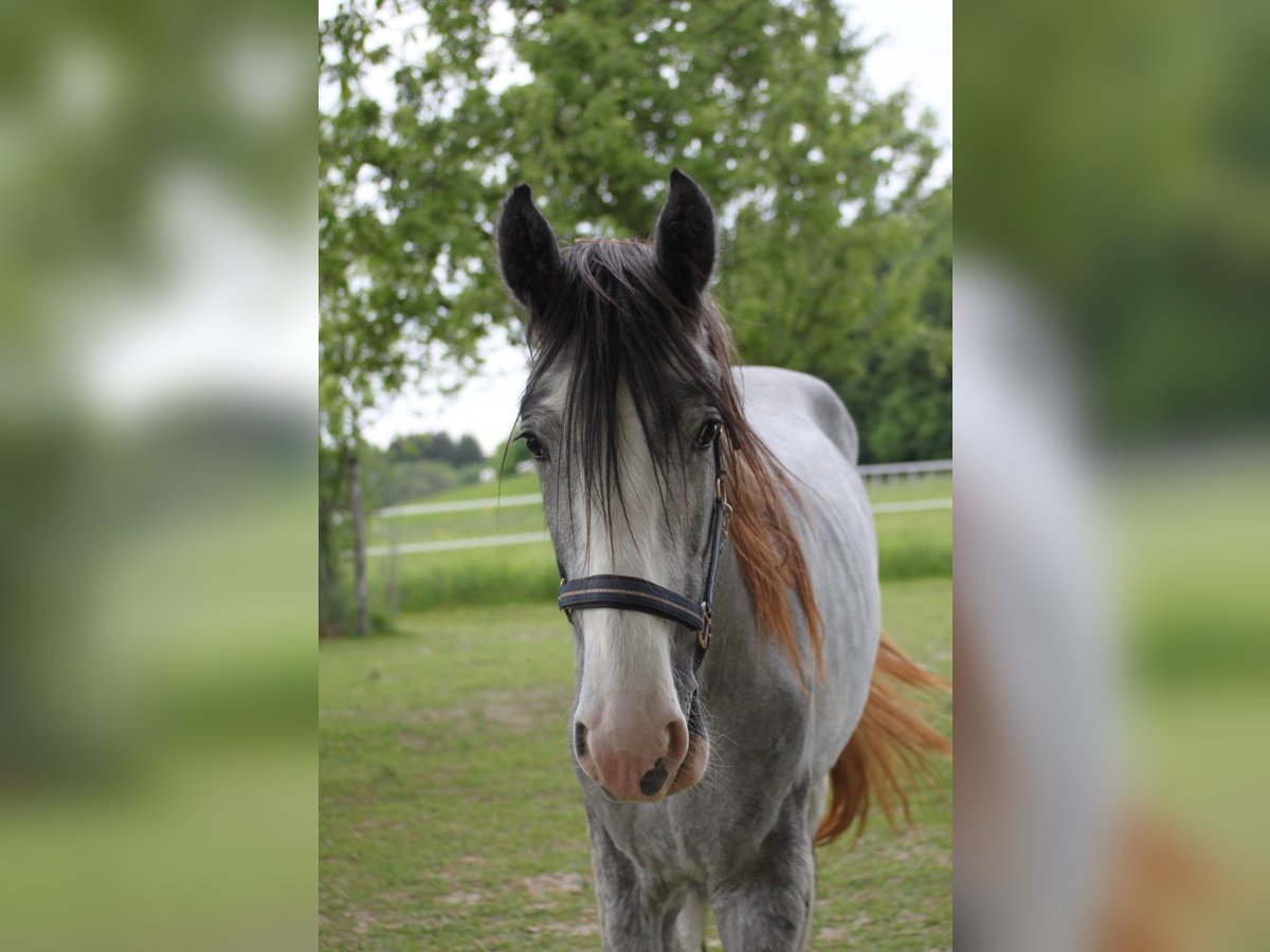 Shire / Shire Horse Castrone 3 Anni 168 cm Può diventare grigio in Bad F&#xFC;ssing