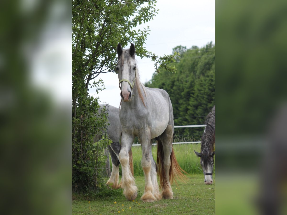 Shire / Shire Horse Castrone 3 Anni 171 cm Può diventare grigio in Bad F&#xFC;ssing