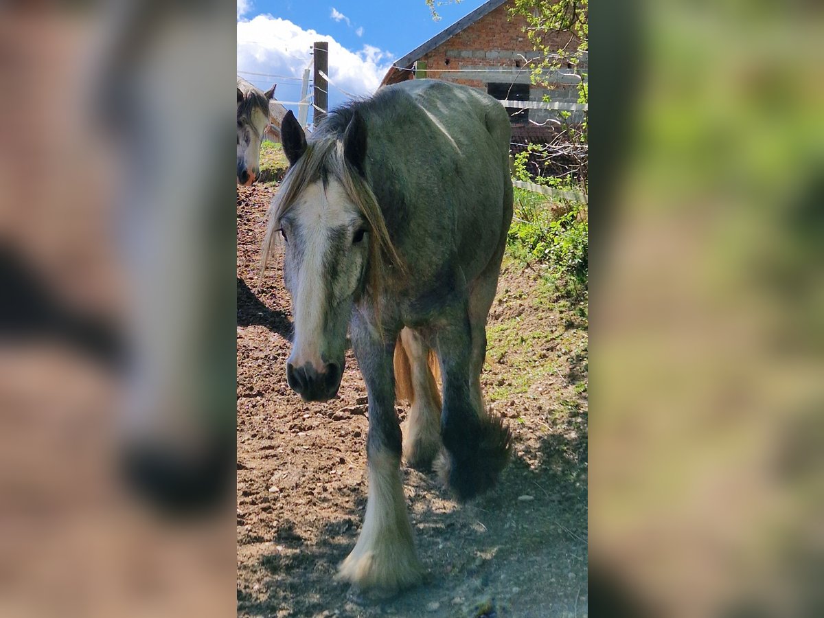 Shire / Shire Horse Castrone 4 Anni 165 cm Può diventare grigio in Bad Füssing