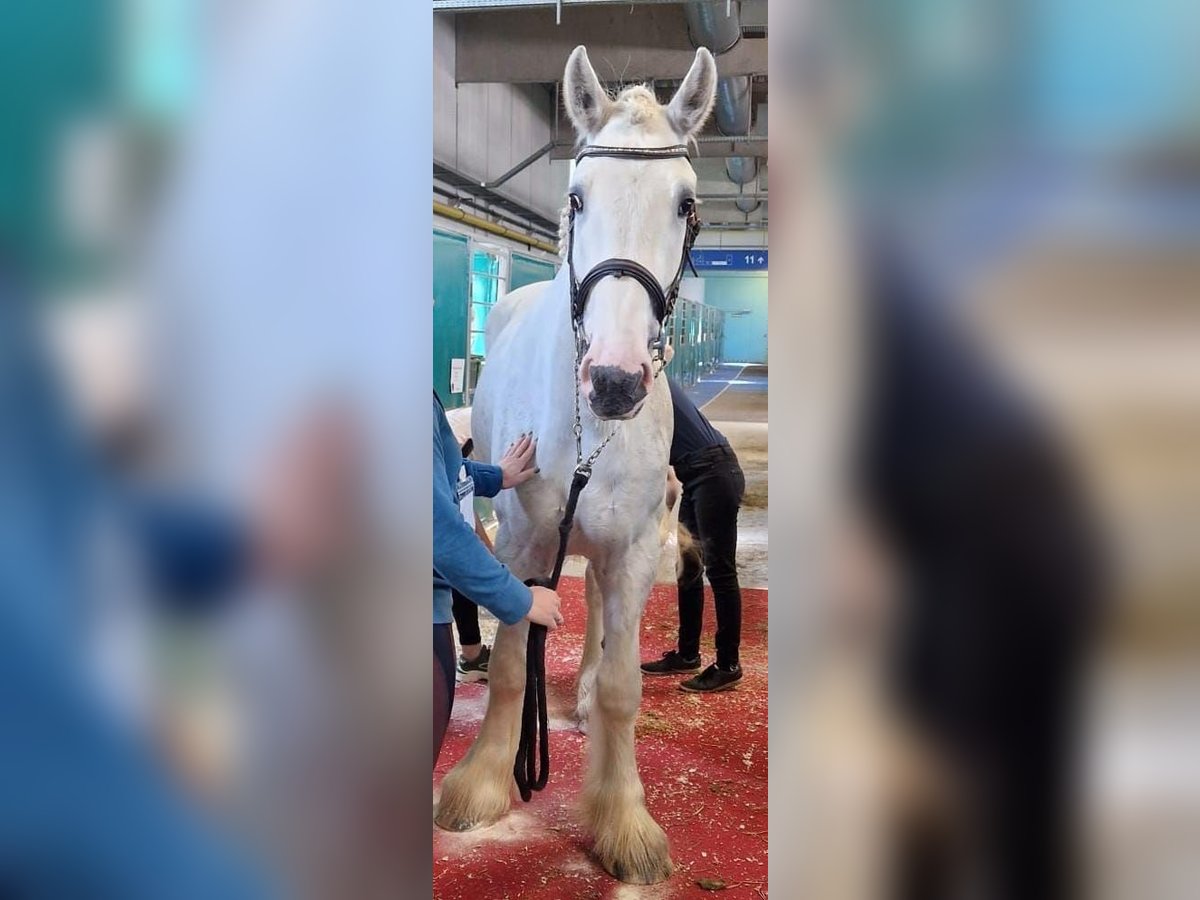 Shire / Shire Horse Castrone 5 Anni 175 cm Grigio in Polsenz
