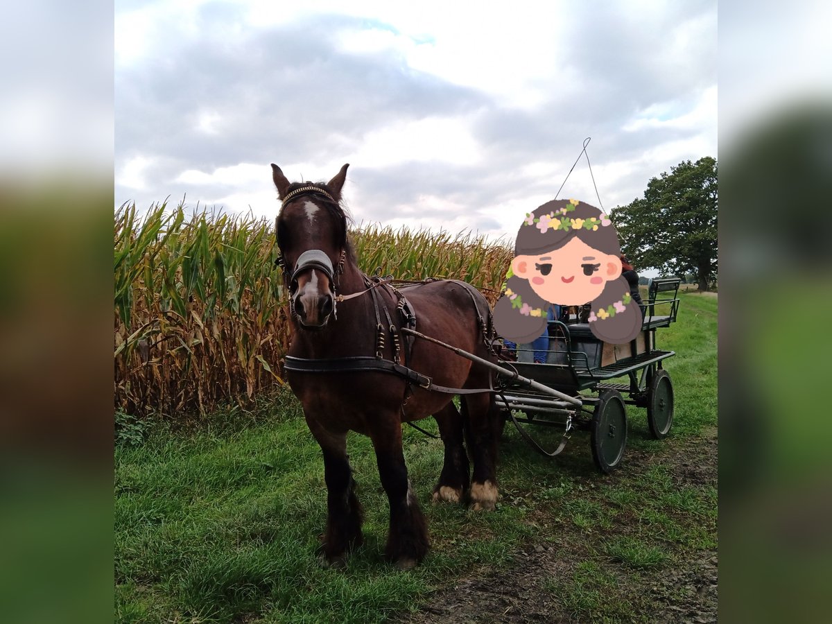 Shire / Shire Horse Castrone 9 Anni 168 cm Leardo in Prinzh&#xF6;fte