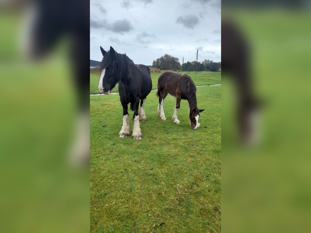 Shire / Shire Horse Giumenta 14 Anni 175 cm Morello in Nordenham