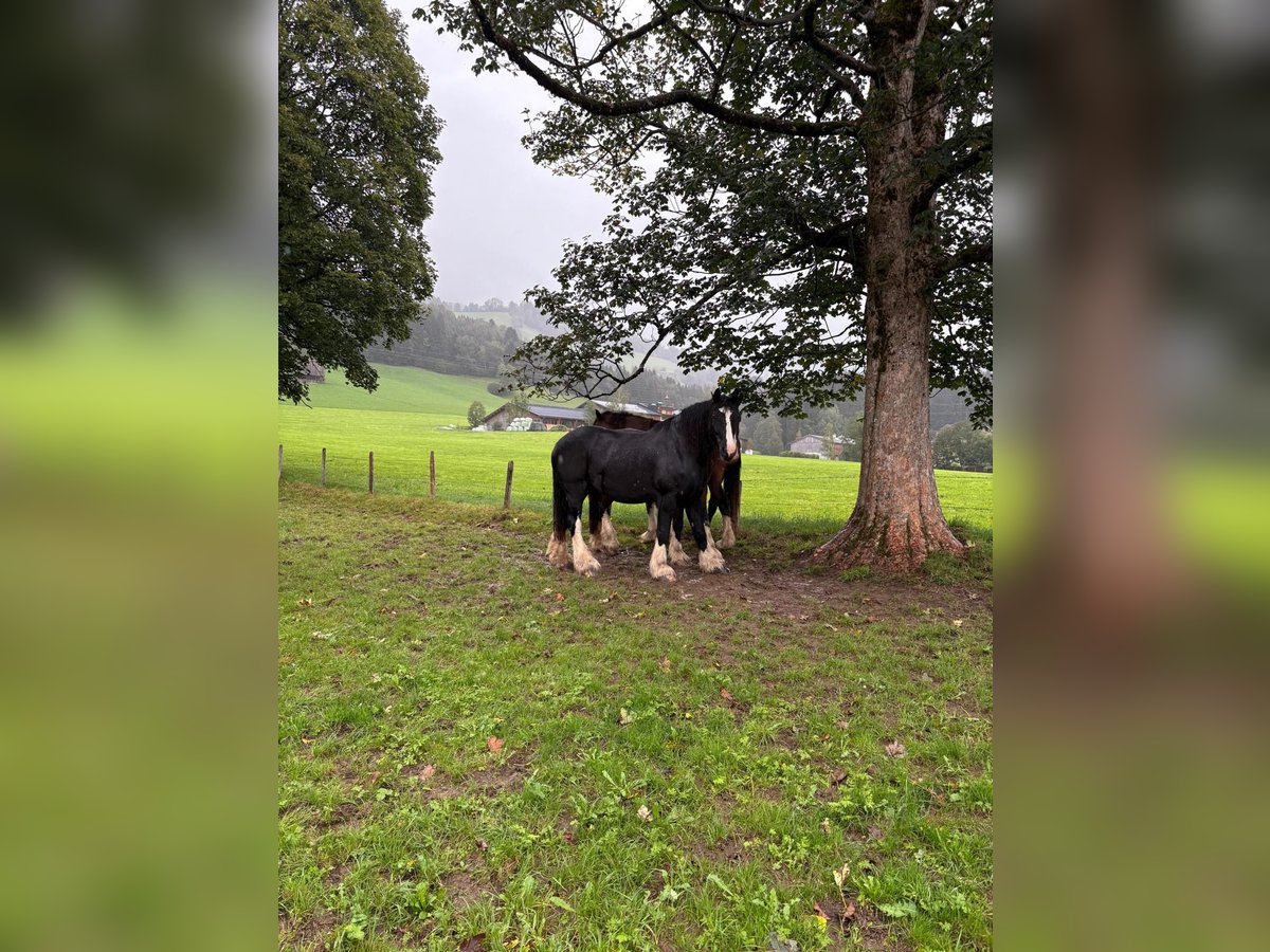 Shire / Shire Horse Giumenta 15 Anni Morello in Kitzb&#xFC;hel