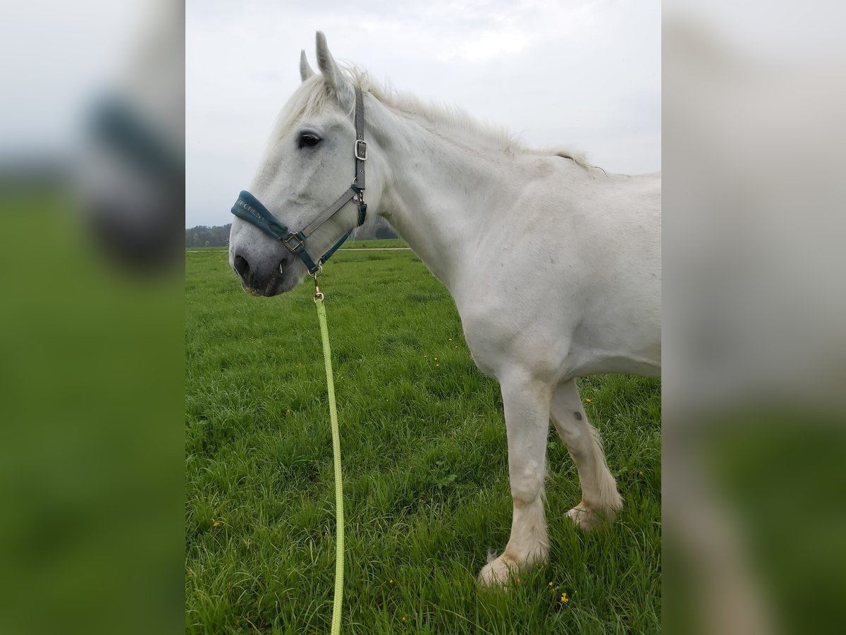 Shire / Shire Horse Giumenta 16 Anni 180 cm Grigio in Ried im Innkreis
