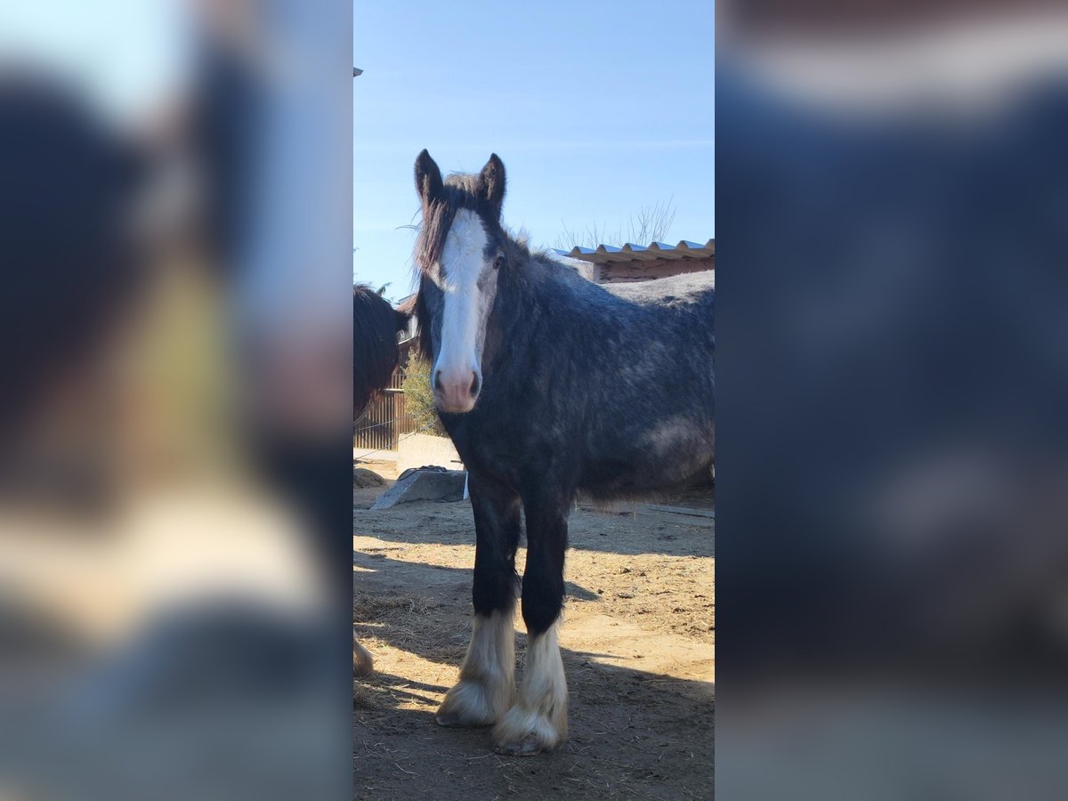 Shire / Shire Horse Giumenta 2 Anni 170 cm Può diventare grigio in Bad F&#xFC;ssing