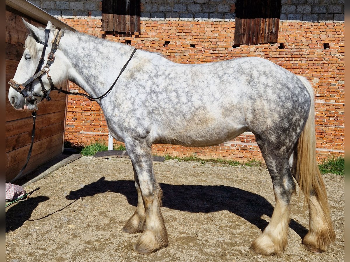 Shire / Shire Horse Giumenta 5 Anni 180 cm Grigio pezzato in Bad Füssing