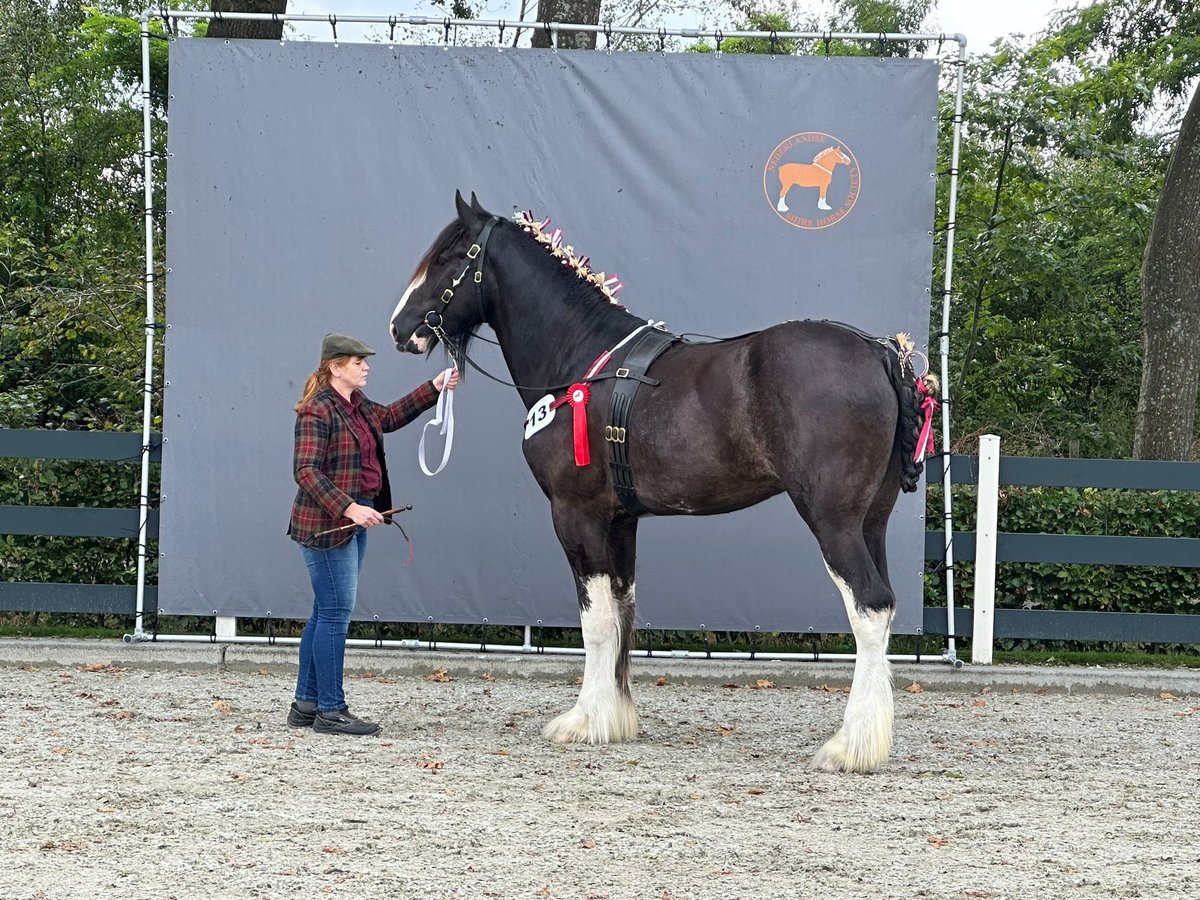 Shire / Shire Horse Stallone 2 Anni Morello in Witteveen Shire / Shire Horse Stallone 2 Anni Morello in Witteveen