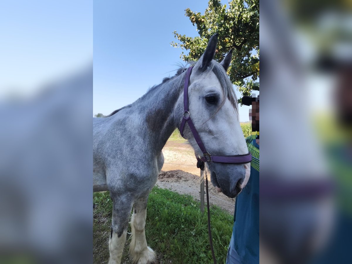 Shire / Shire Horse Stallone 3 Anni 180 cm Grigio in Ried im Innkreis Shire / Shire Horse Stallone 3 Anni 180 cm Grigio in Ried im Innkreis