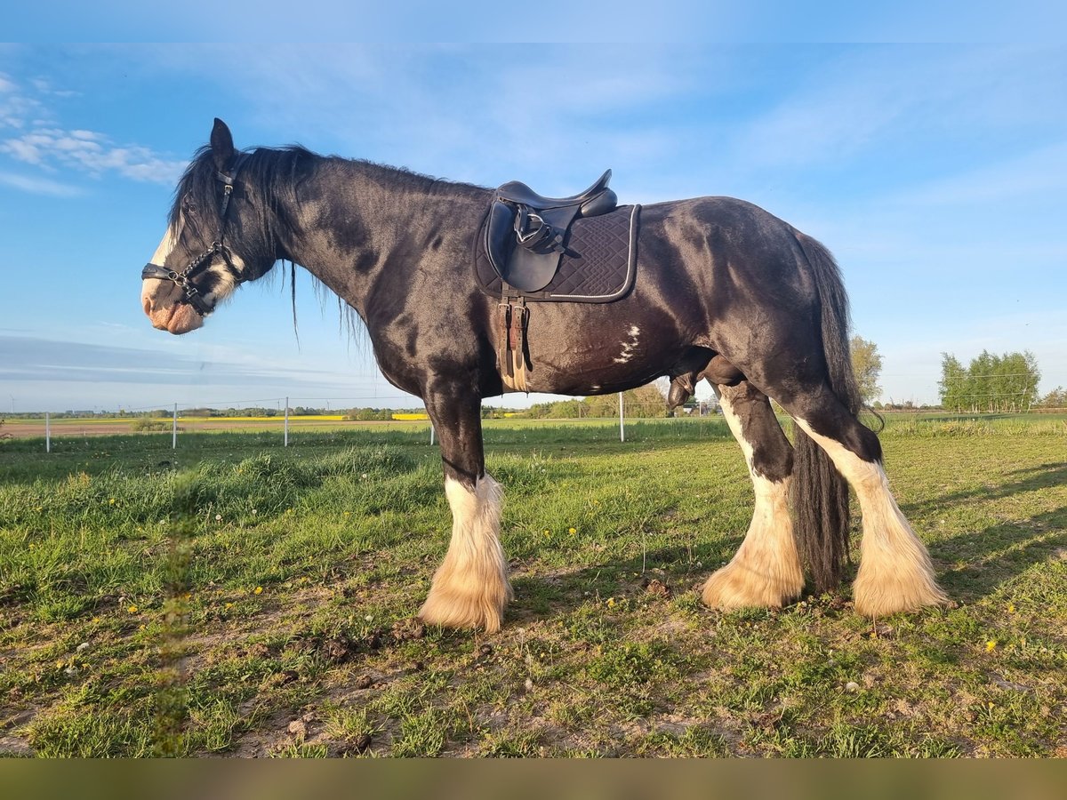 Shire / Shire Horse Stallone 7 Anni in Kolberg