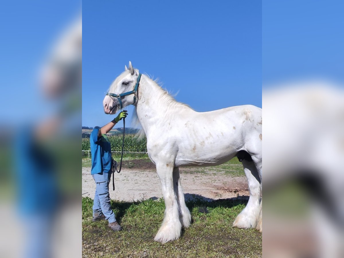 Shire / Shire Horse Stallone 9 Anni 194 cm Grigio in Ried im Innkreis