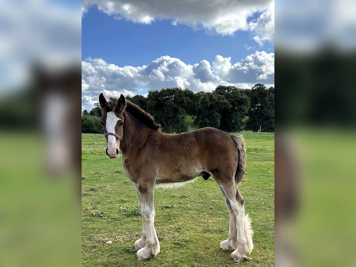 Shirehäst Hingst Föl (01/2024) in whitegate