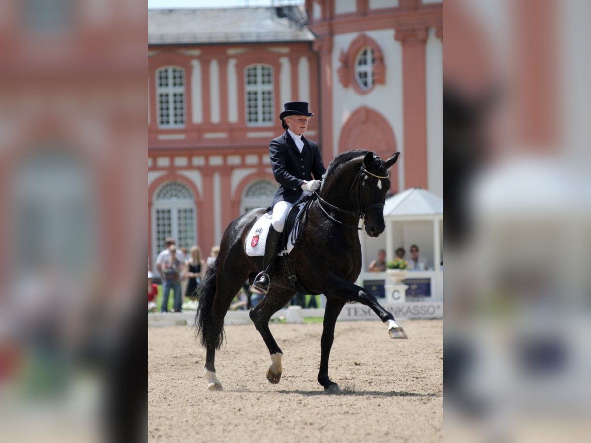 SHOW STAR Oldenburg Stallion Smoky-Black in Münster
