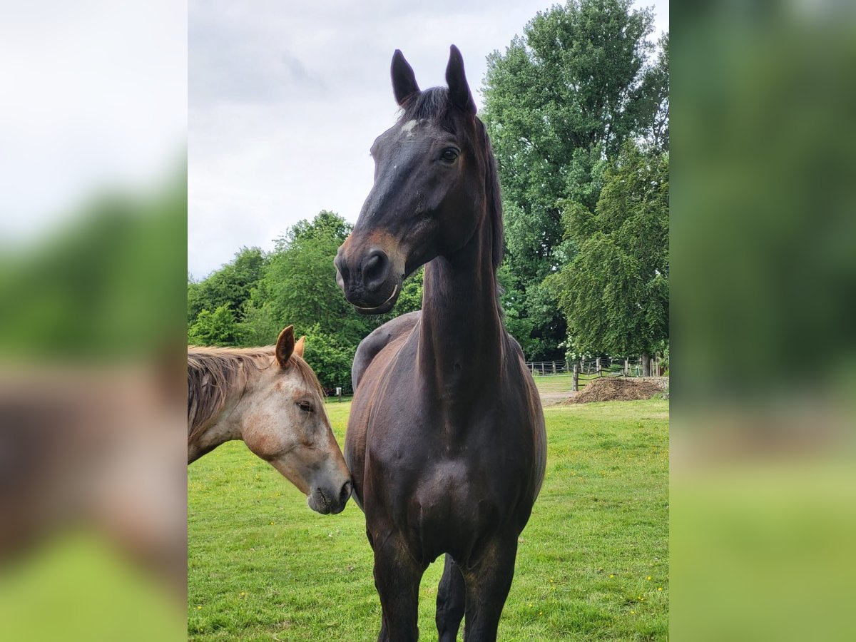 Silesian Gelding 16 years 17,2 hh Black in Bochum