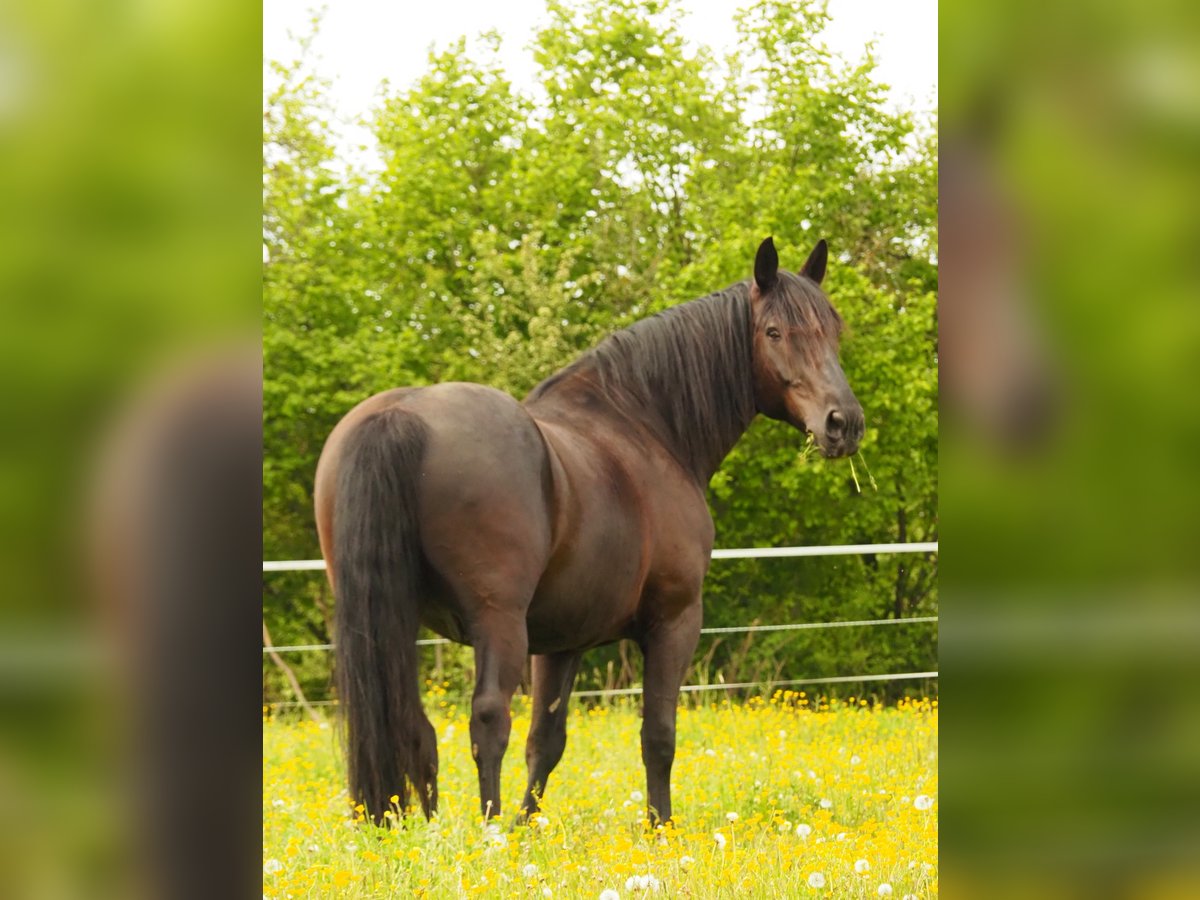 Silesian Mix Gelding 17 years 16 hh Black in Balingen