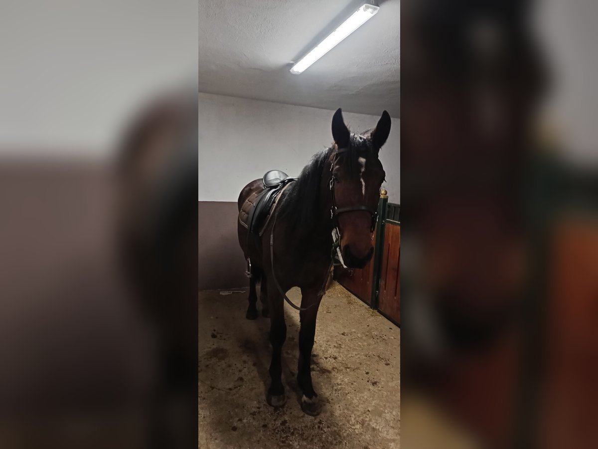 Silesian Mix Gelding 2 years 16 hh Brown in Strzelce Małe