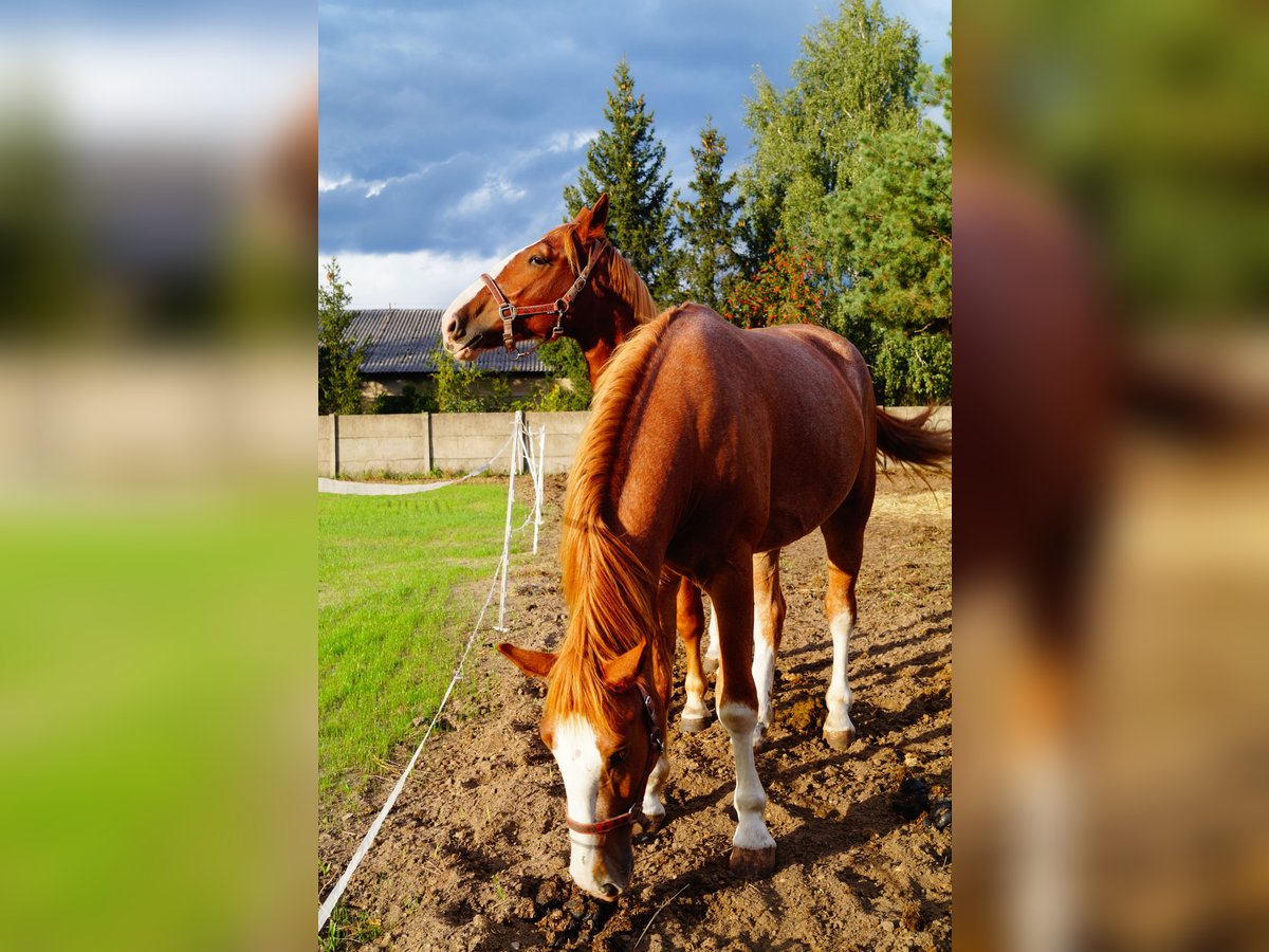 Silesian Gelding 2 years 16 hh Chestnut-Red in Kębłowo