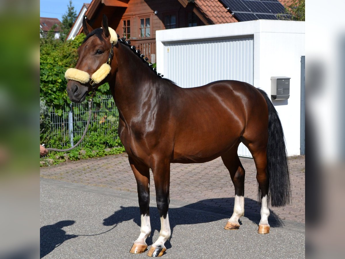 Silesian Gelding 3 years 15,2 hh Brown in Bretten