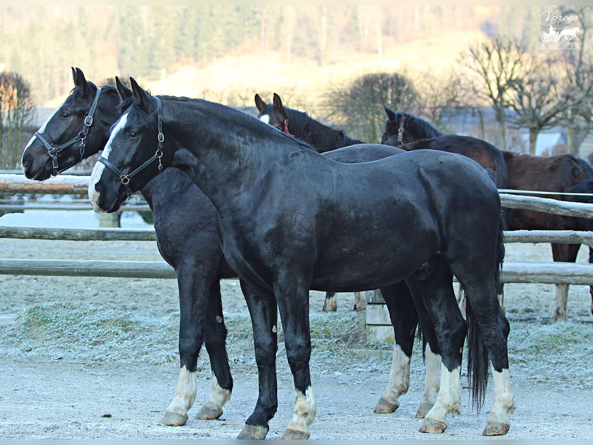 Silesian Gelding 3 years 16,1 hh Black in Kamnik