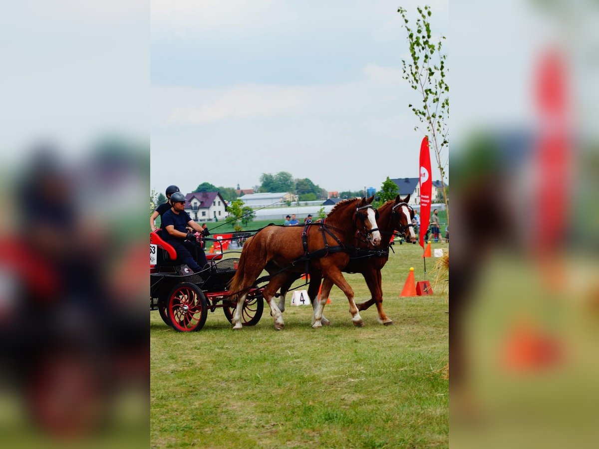 Silesian Gelding 3 years 16,1 hh Chestnut-Red in K&#x119;b&#x142;owo
