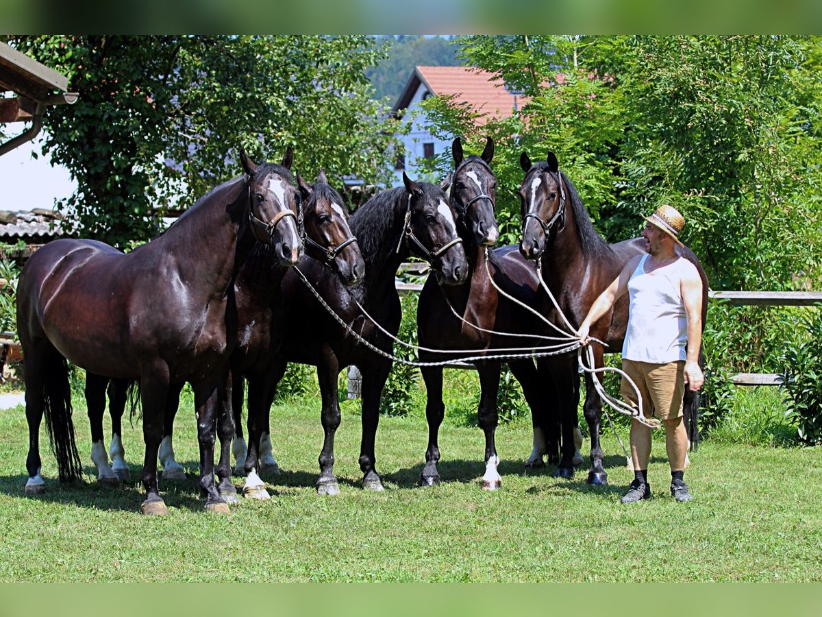 Silesian Gelding 4 years 16,1 hh Black in KAMNIK