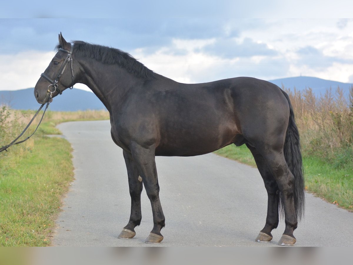 Silesian Gelding 4 years 16,1 hh in Długopole Górne