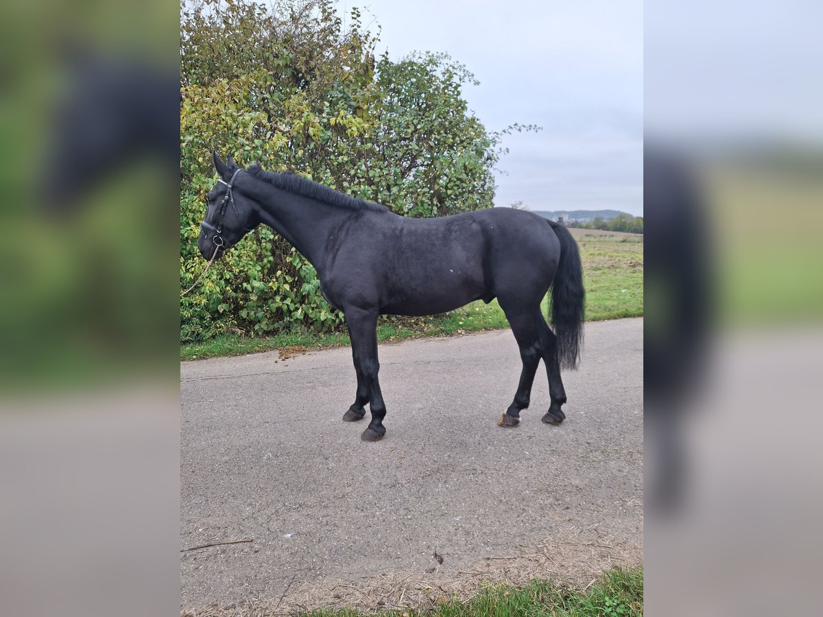 Silesian Gelding 4 years 16,3 hh Black in Backnang