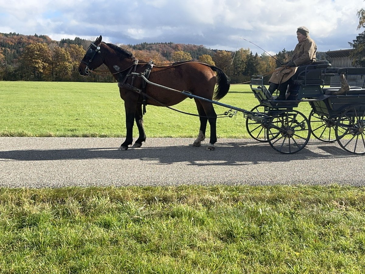 Silesian Gelding 5 years 15,1 hh Brown in Fuchstal