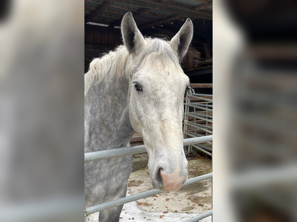 Silesian Gelding 5 years 16 hh Gray in Eglisau