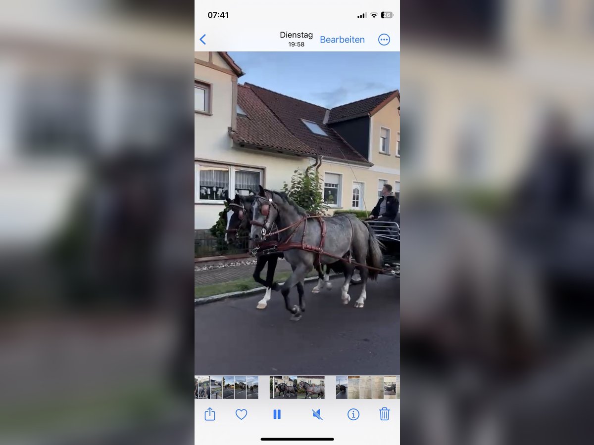 Silesian Gelding 5 years 16,1 hh Black in Thie&#xDF;en