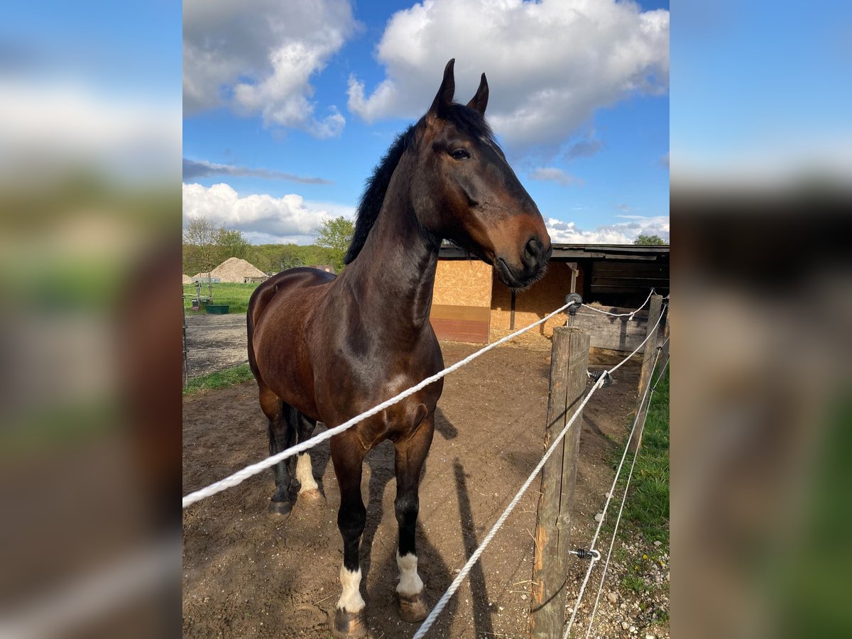 Silesian Gelding 7 years 16,1 hh Brown in Sinzig