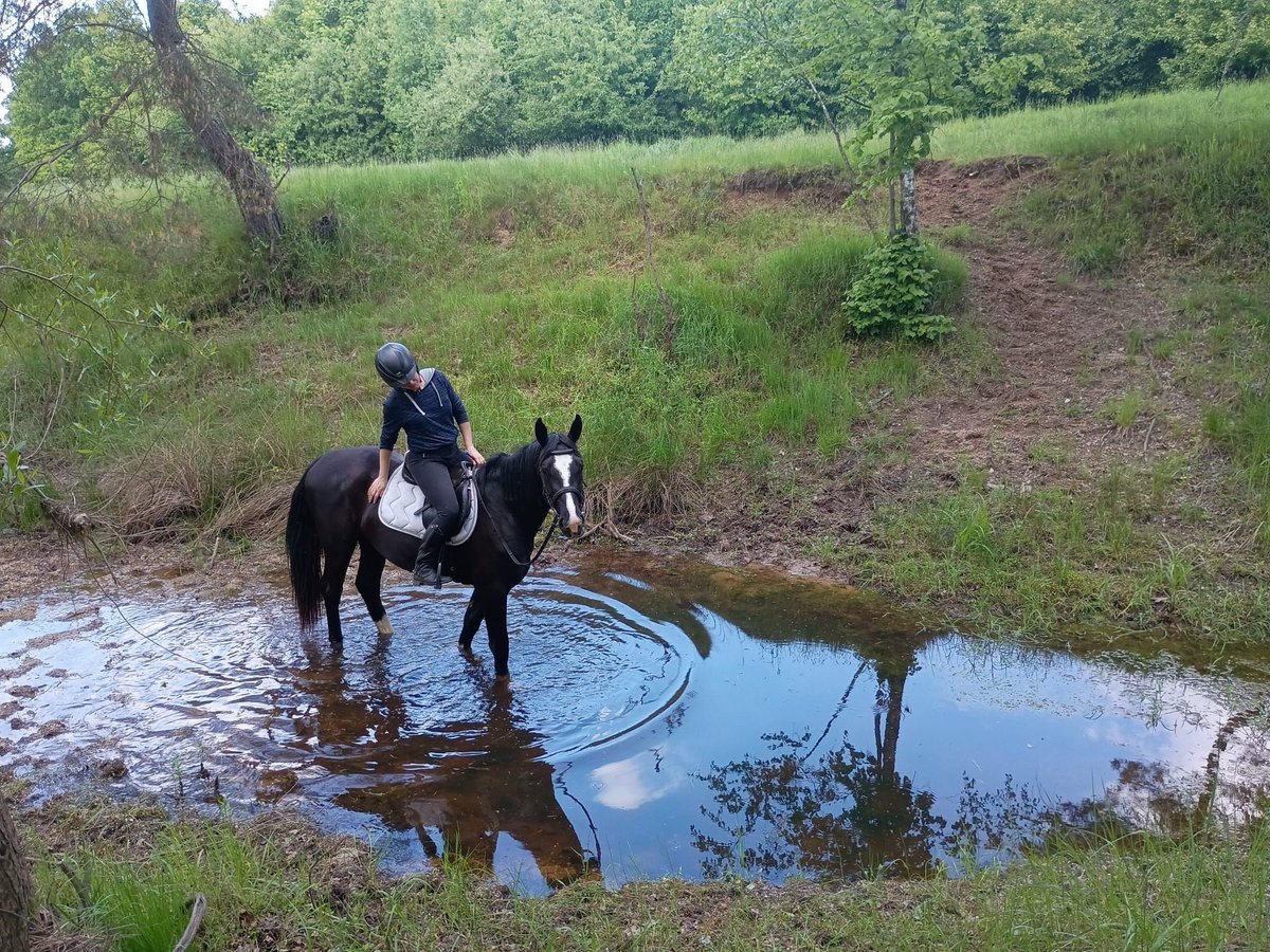 Silesian Mare 3 years 15,2 hh Black in Leszno Dolne