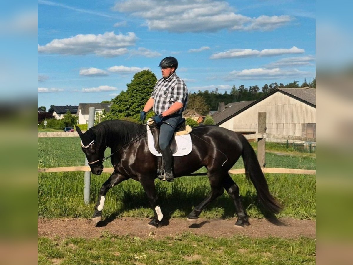 Silesian Mare 3 years 16 hh Black in Aarbergen