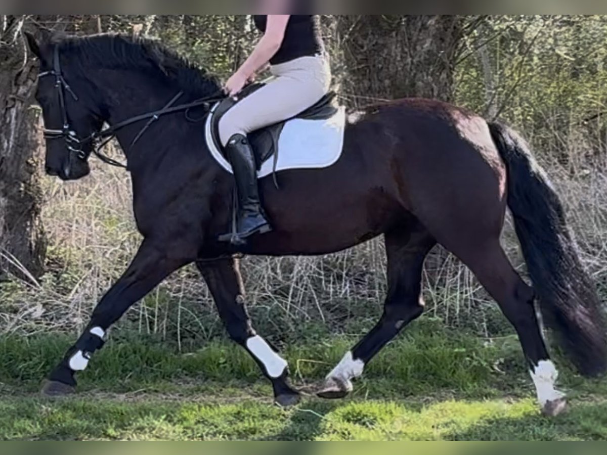 Silesian Mare 5 years 16 hh Black in Leer (Ostfriesland)