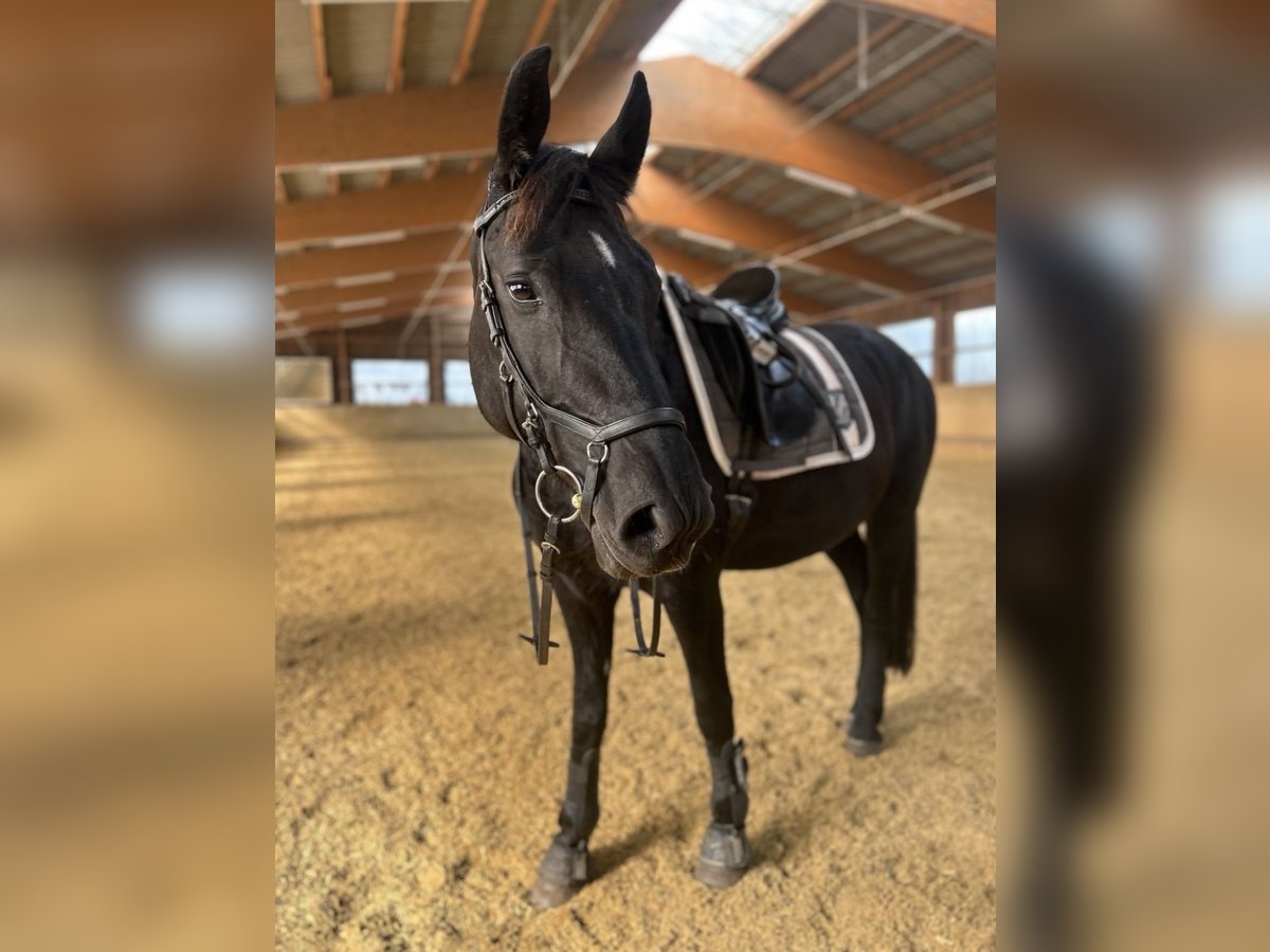 Silesian Mix Mare 6 years 15,1 hh Black in Hamburg Osdorf