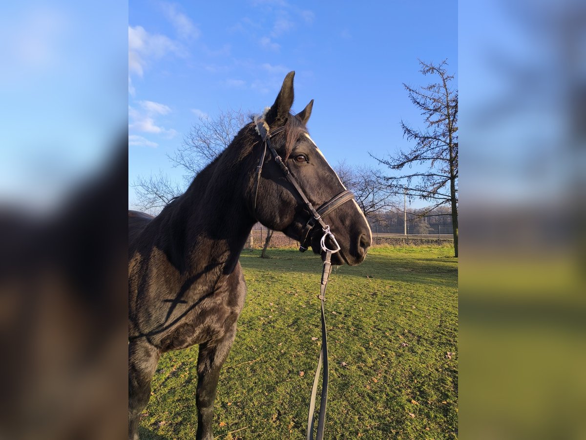 Silesian Mare 8 years 16,1 hh Black in Ściborzyce Małe