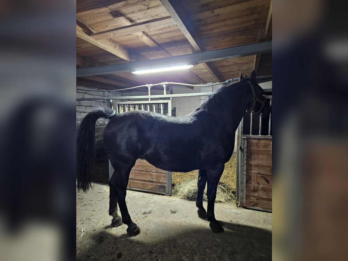 Silesian Mare 8 years 16,2 hh Black in Obiecanowo